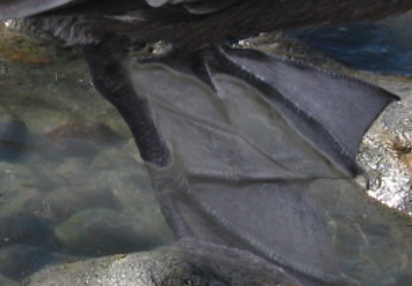 Creation of Bird: Step 9